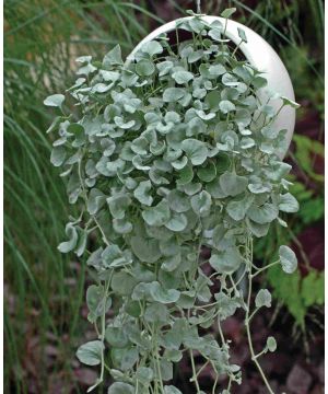 Dichondra argentea Silver Falls