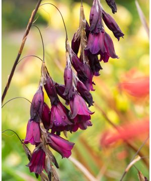 Dierama Blackbird