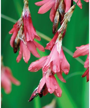 Dierama Igneum