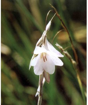 Dierama Igneum Snowbells