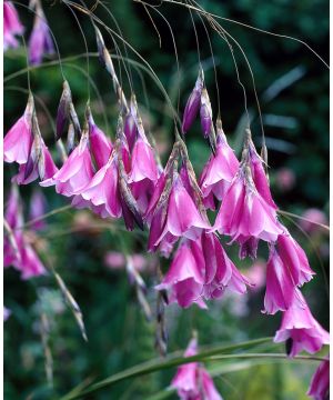 Dierama pulcherrimum