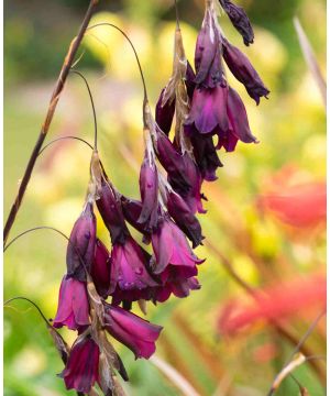 Dierama pulcherrimum Blackbird