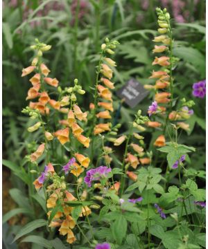 Digitalis Goldcrest