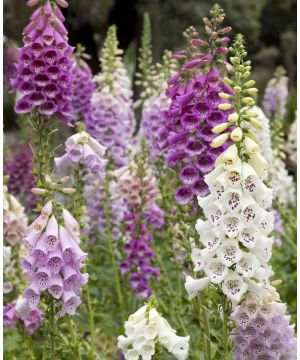 Digitalis Pollux Mix