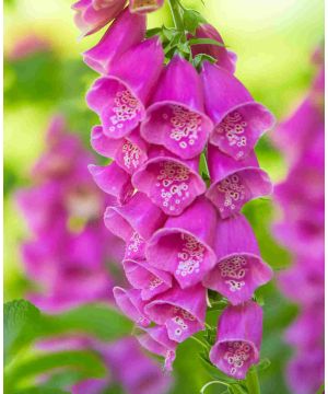 Digitalis purpurea