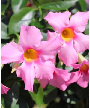 Dipladenia Pink