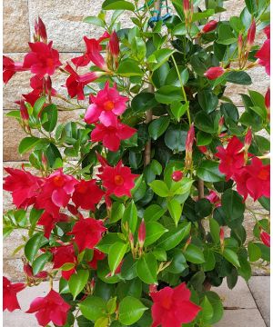 Dipladenia Red