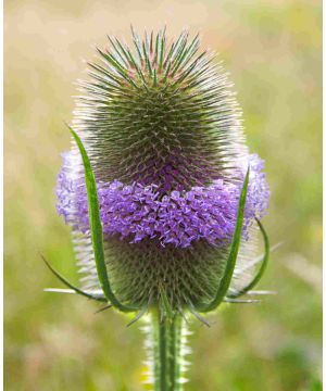 Dipsacus fullonum