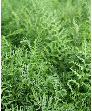 Dryopteris filix-mas Linearis Polydactyla