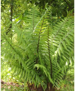 Dryopteris wallichiana