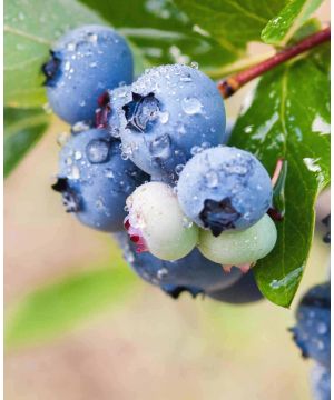 Tasty Blueberry Collection