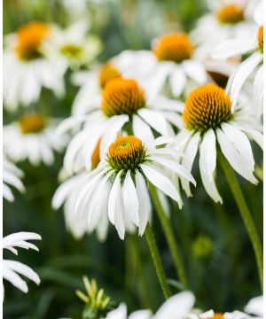 Echinacea purpurea White Swan 