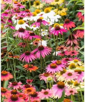 Echinacea Breeder's Mix