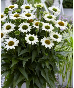 Echinacea Sunseekers White