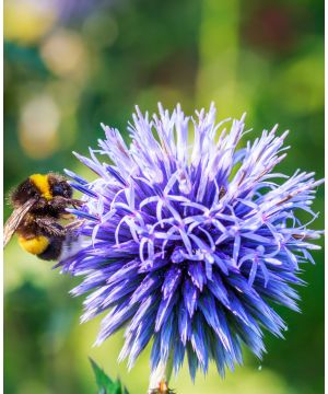 Echinops bannaticus Blue Globe