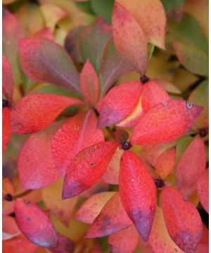 Enkianthus Campanulatus