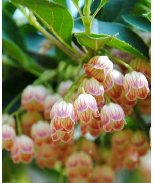 Enkianthus campanulatus Prettycoat