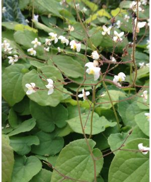 Epimedium pubigerum