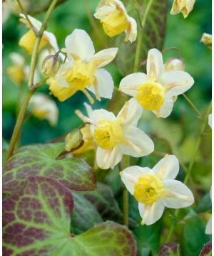 Epimedium x versicolor Sulphureum