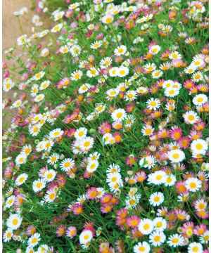 Erigeron Karvinskianus