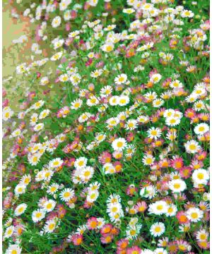 Erigeron karvinskianus