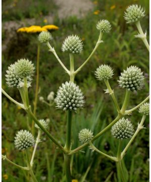 Eryngium agavifolium