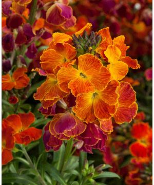 Erysimum Erysistible Fire