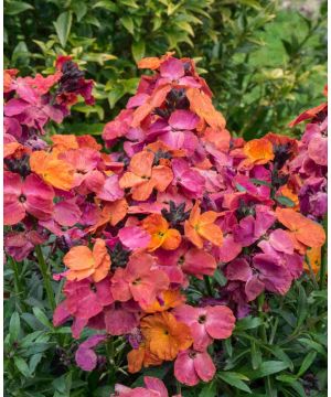 Erysimum 'Winter Passion'