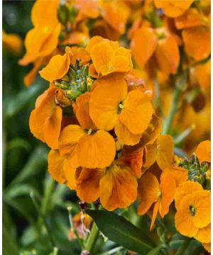 Erysimum 'Winter Spice'