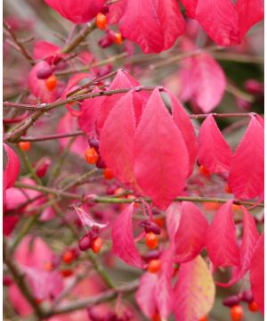 Euonymus alatus Compactus