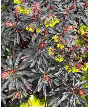 Euphorbia amygdaloides Purpurea