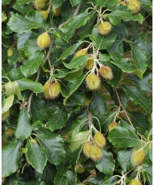 Fagus sylvatica