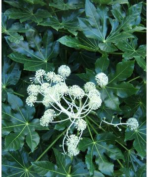 Fatsia japonica