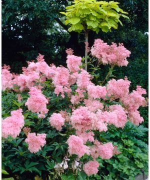 Filipendula rubra Venusta