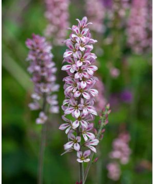 Francoa sonchifolia 