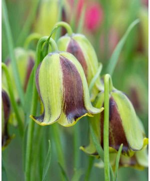 Fritillaria acmopetala