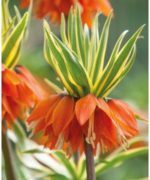 Fritillaria imperialis Aureomarginata