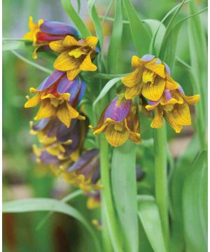 Fritillaria Uva Vulpis