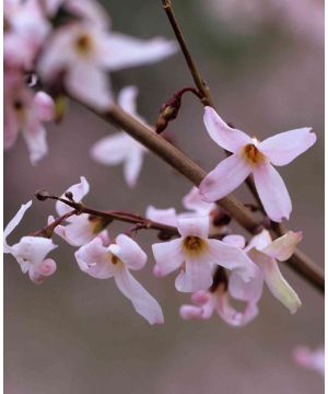 Abeliophyllum distichum Roseum