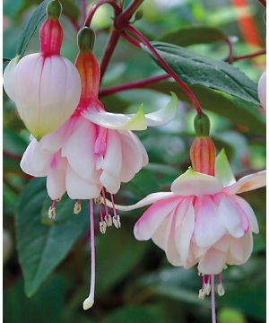 Fuchsia Pink Marshmallow