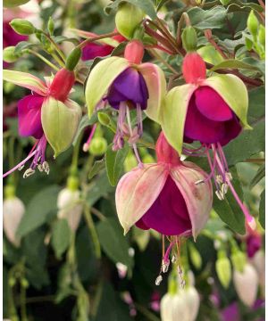 Fuchsia Bella Georgia