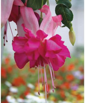 Fuchsia Bella Rosella