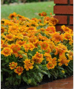 Gaillardia Mesa Peach