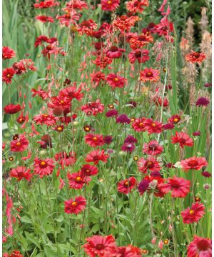 Gaillardia aristata Burgunder