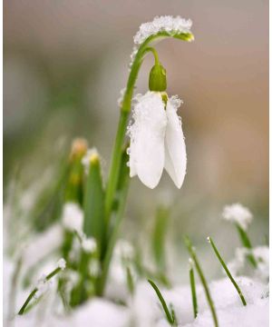 Galanthus nivalis