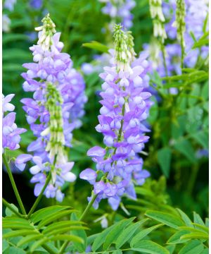 Galega officinalis