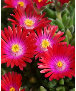 Delosperma Jewel of the Desert Garnet