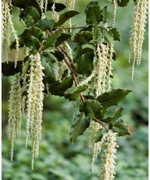 Garrya elliptica 'James Roof'