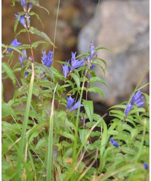 Gentiana asclepiadea