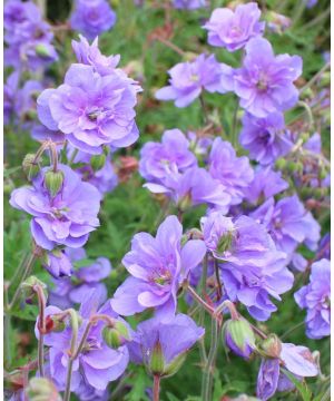 Geranium Azure Skies